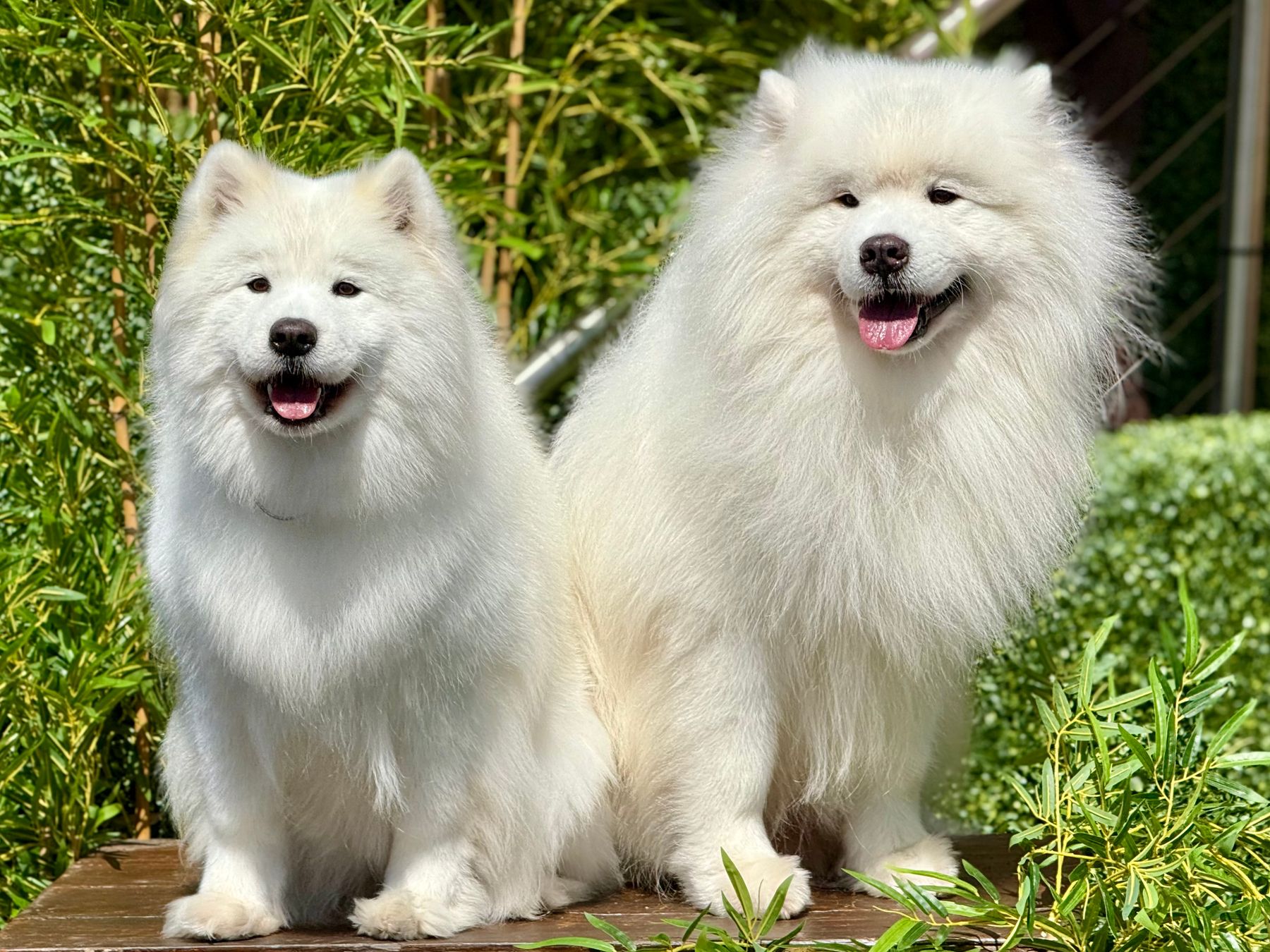 Two fluffy white Samoyed dogs sitting side by side outdoors, grinning after a groom